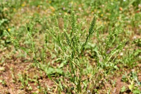 Foraging Wild Peppergrass for a Native Spice Image